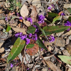 Hardenbergia violacea (False Sarsaparilla) at Bombay, NSW - 7 Sep 2024 by MatthewFrawley