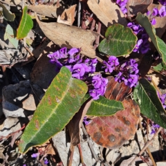 Hardenbergia violacea at Bombay, NSW - 7 Sep 2024 02:27 PM