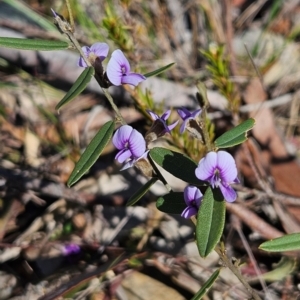 Hovea heterophylla at Bombay, NSW - 7 Sep 2024 02:25 PM