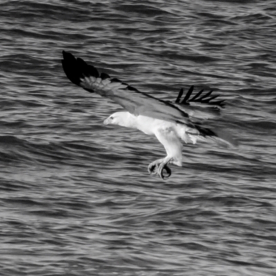 Haliaeetus leucogaster (White-bellied Sea-Eagle) at Moore Park Beach, QLD - 30 Jun 2024 by Petesteamer