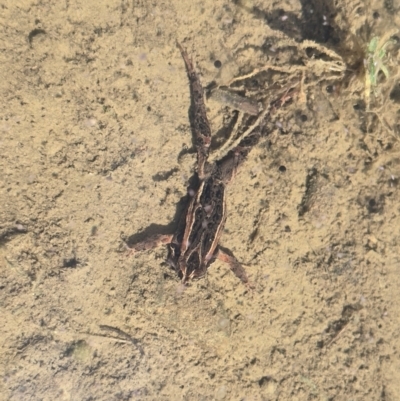 Crinia signifera (Common Eastern Froglet) at Cotter River, ACT - 7 Sep 2024 by FeralGhostbat