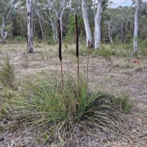 Xanthorrhoea concava at Bungonia, NSW - suppressed