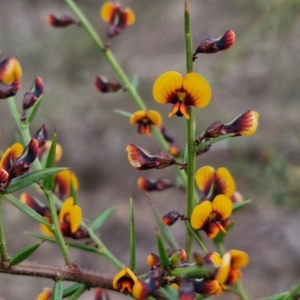 Daviesia ulicifolia subsp. ulicifolia at Bungonia, NSW - 7 Sep 2024