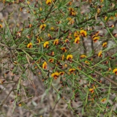 Daviesia ulicifolia subsp. ulicifolia at Bungonia, NSW - 7 Sep 2024 09:48 AM