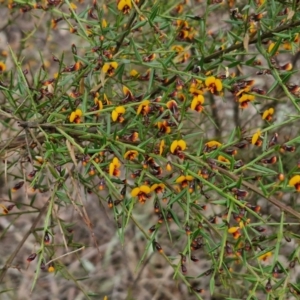 Daviesia ulicifolia subsp. ulicifolia at Bungonia, NSW - 7 Sep 2024 09:48 AM