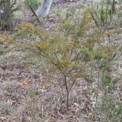 Daviesia ulicifolia subsp. ulicifolia at Bungonia, NSW - 7 Sep 2024 09:48 AM