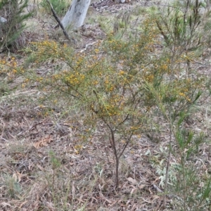 Daviesia ulicifolia subsp. ulicifolia at Bungonia, NSW - 7 Sep 2024