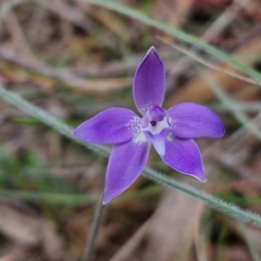 Glossodia major (Wax Lip Orchid) at Bungonia, NSW - 7 Sep 2024 by trevorpreston