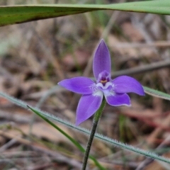 Glossodia major at Bungonia, NSW - 7 Sep 2024