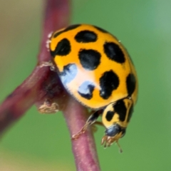 Harmonia conformis (Common Spotted Ladybird) at Surf Beach, NSW - 7 Sep 2024 by Hejor1