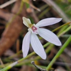 Caladenia fuscata (Dusky Fingers) at Bungonia, NSW - 6 Sep 2024 by trevorpreston