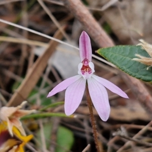 Caladenia fuscata at Bungonia, NSW - suppressed