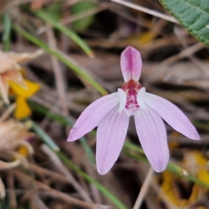 Caladenia fuscata at Bungonia, NSW - suppressed