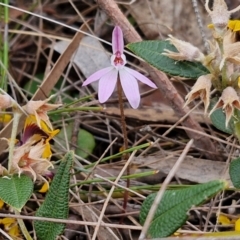 Caladenia fuscata at Bungonia, NSW - suppressed