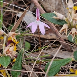 Caladenia fuscata at Bungonia, NSW - suppressed