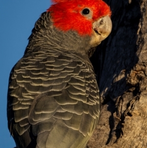 Callocephalon fimbriatum at Ainslie, ACT - suppressed