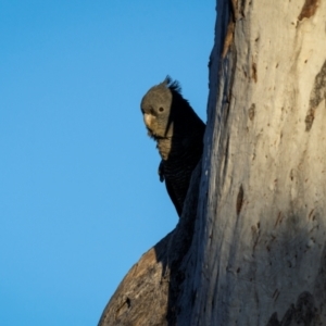 Callocephalon fimbriatum at Ainslie, ACT - suppressed