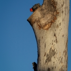 Callocephalon fimbriatum at Ainslie, ACT - suppressed