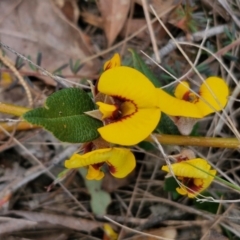 Mirbelia platylobioides (Large-flowered Mirbelia) at Bungonia, NSW - 6 Sep 2024 by trevorpreston