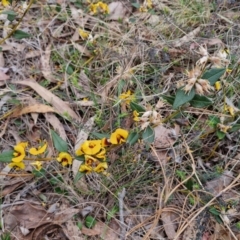 Mirbelia platylobioides at Bungonia, NSW - 7 Sep 2024 09:45 AM