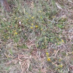 Mirbelia platylobioides at Bungonia, NSW - 7 Sep 2024 09:45 AM