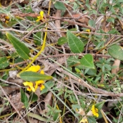 Mirbelia platylobioides at Bungonia, NSW - 7 Sep 2024 09:45 AM