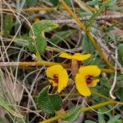 Mirbelia platylobioides at Bungonia, NSW - 7 Sep 2024 09:45 AM