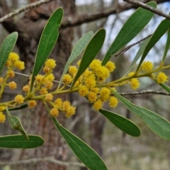 Acacia penninervis (Mountain Hickory) at Bungonia, NSW - 7 Sep 2024 by trevorpreston