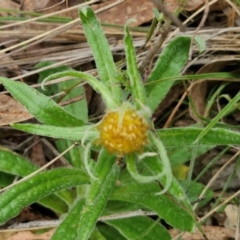 Coronidium scorpioides at Bungonia, NSW - 7 Sep 2024