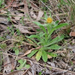 Coronidium scorpioides at Bungonia, NSW - 7 Sep 2024