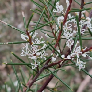 Hakea decurrens subsp. decurrens at Bungonia, NSW - 7 Sep 2024 09:42 AM