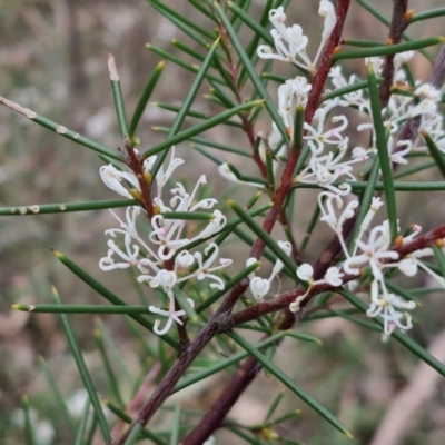 Hakea decurrens subsp. decurrens (Bushy Needlewood) at Bungonia, NSW - 7 Sep 2024 by trevorpreston