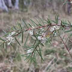 Hakea decurrens subsp. decurrens at Bungonia, NSW - 7 Sep 2024 09:42 AM