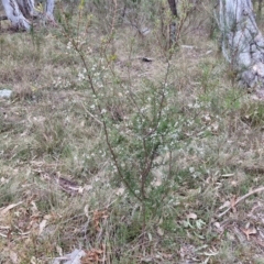 Hakea decurrens subsp. decurrens at Bungonia, NSW - 7 Sep 2024 09:42 AM