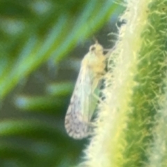 Acizzia sp. (genus) (Unidentified wattle psyllid) at Surf Beach, NSW - 7 Sep 2024 by Hejor1