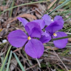 Patersonia sericea at Bungonia, NSW - 7 Sep 2024 09:41 AM