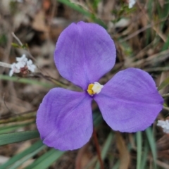 Patersonia sericea at Bungonia, NSW - 7 Sep 2024 09:41 AM