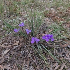 Patersonia sericea at Bungonia, NSW - 7 Sep 2024 09:41 AM