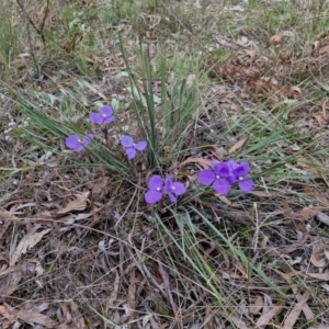 Patersonia sericea at Bungonia, NSW - 7 Sep 2024 09:41 AM