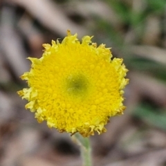 Coronidium scorpioides (Button Everlasting) at Bungonia, NSW - 7 Sep 2024 by trevorpreston