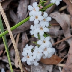 Leucopogon virgatus (Common Beard-heath) at Bungonia, NSW - 7 Sep 2024 by trevorpreston