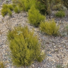 Choretrum pauciflorum (Dwarf Sour Bush) at Bungonia, NSW - 7 Sep 2024 by trevorpreston