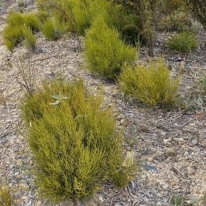 Choretrum pauciflorum at Bungonia, NSW - 7 Sep 2024 09:39 AM