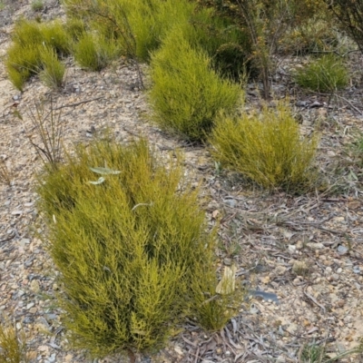 Choretrum pauciflorum (Dwarf Sour Bush) at Bungonia, NSW - 7 Sep 2024 by trevorpreston