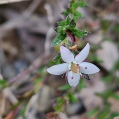 Rhytidosporum procumbens (White Marianth) at Bungonia, NSW - 7 Sep 2024 by trevorpreston