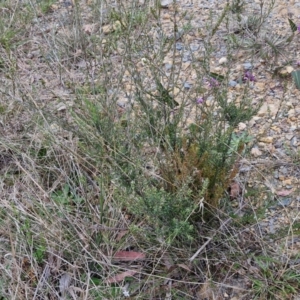 Rhytidosporum procumbens at Bungonia, NSW - 7 Sep 2024