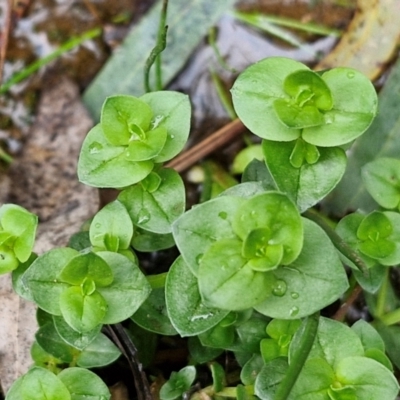 Gratiola peruviana (Australian Brooklime) at Bungonia, NSW - 6 Sep 2024 by trevorpreston