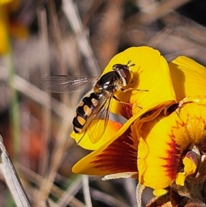 Simosyrphus grandicornis at Bombay, NSW - 7 Sep 2024 02:15 PM