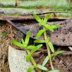 Crassula helmsii (Swamp Stonecrop) at Bungonia, NSW - 7 Sep 2024 by trevorpreston