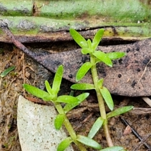 Crassula helmsii at Bungonia, NSW - 7 Sep 2024